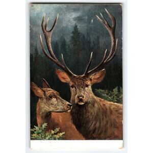 Signed Muller Artist Card of Stag and Doe Deer in Forest Scene